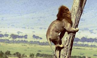 猴子打输了逃狮子园 猴子打输了逃狮子园